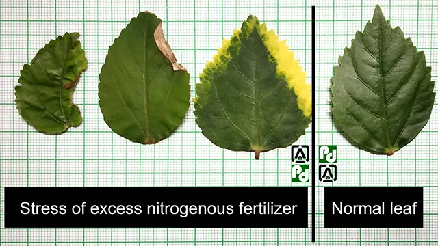 https://www.plantsdiseases.com/p/nitrogen-deficiency-in-plants.html