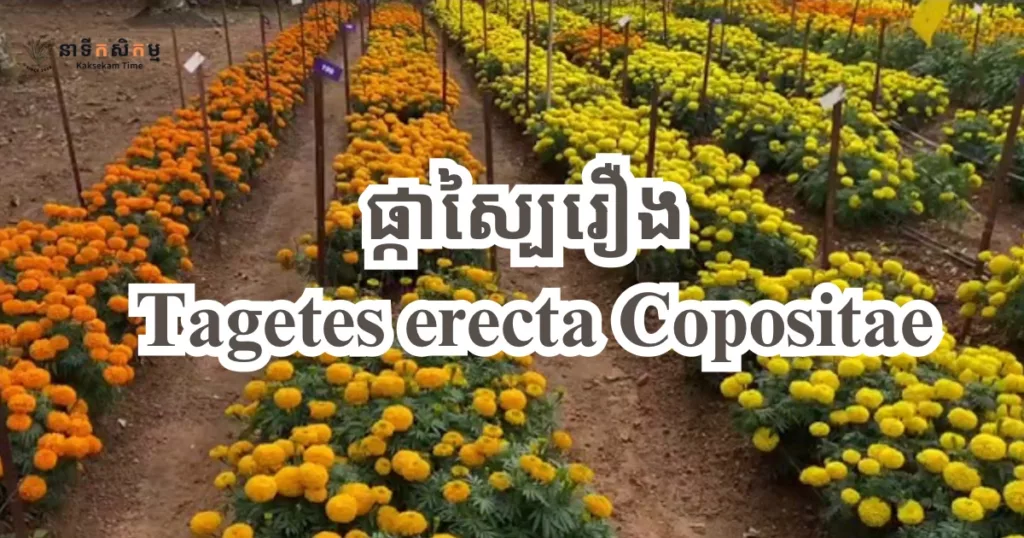 ផ្កាស្បៃរឿង Tagetes erecta Copositae