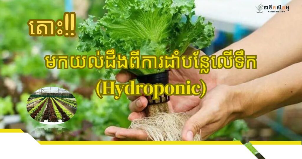 ការស្វែងយល់ពី ការដាំដុះដំណាំលើទឹក(Hydroponic)