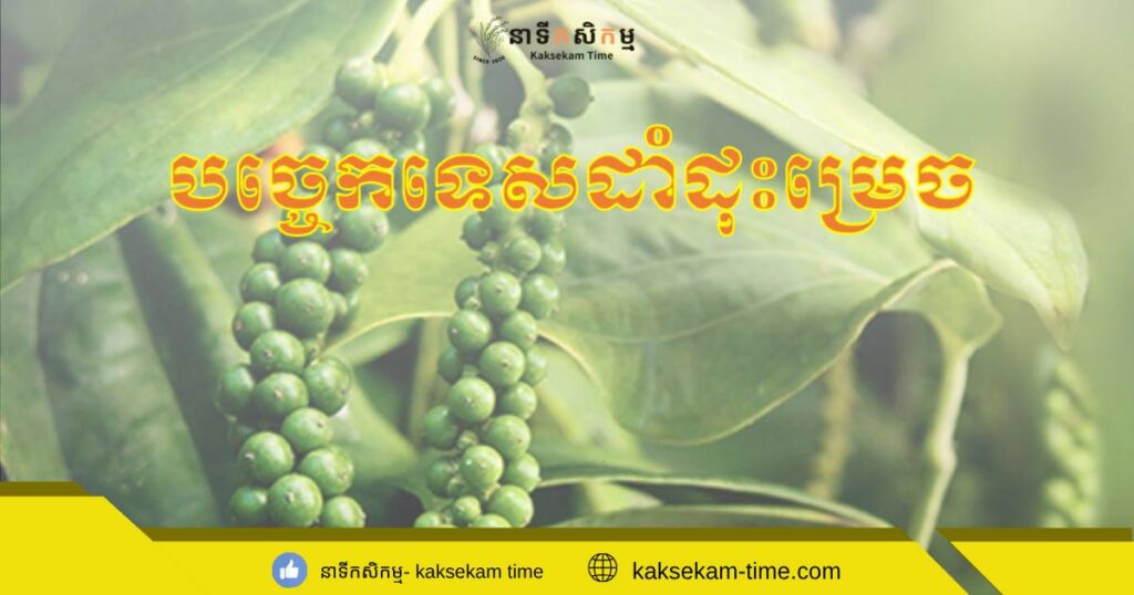 មកដឹងពីគន្លឹះងាយៗ នៃការដាំដុះដំណាំម្រេច