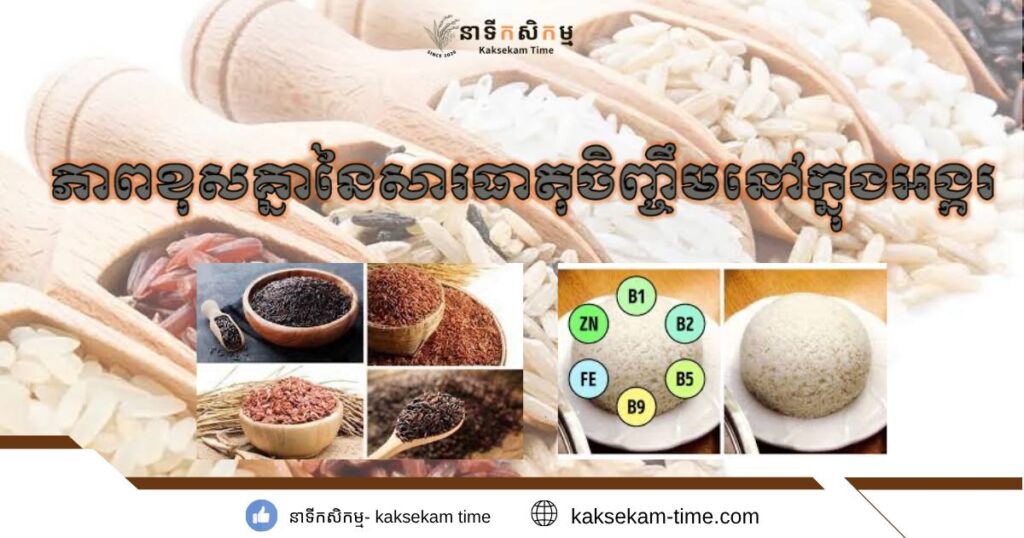 ភាពខុសគ្នានៃសារធាតុចិញ្ចឹមនៅក្នុងអង្ករ