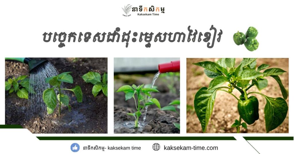 បច្ចេកទេសដាំដុះម្ទេសហាវ៉ៃខៀវ