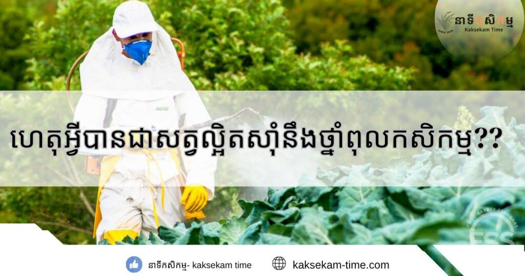 ហេតុអ្វីបានជាសត្វល្អិតស៊ាំនឹងថ្នាំពុលកសិកម្ម?