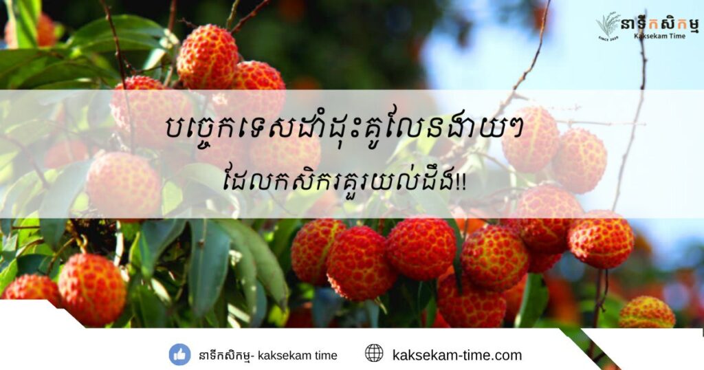 បច្ចេកទេសដាំដុះផ្លែគូលែនងាយៗដែលកសិករគួរយល់ដឹង