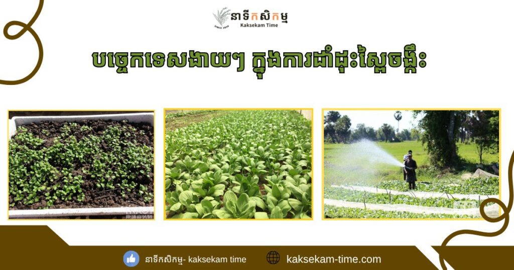 បច្ចេកទេសដាំដុះស្ពៃចង្កឹះងាយៗ