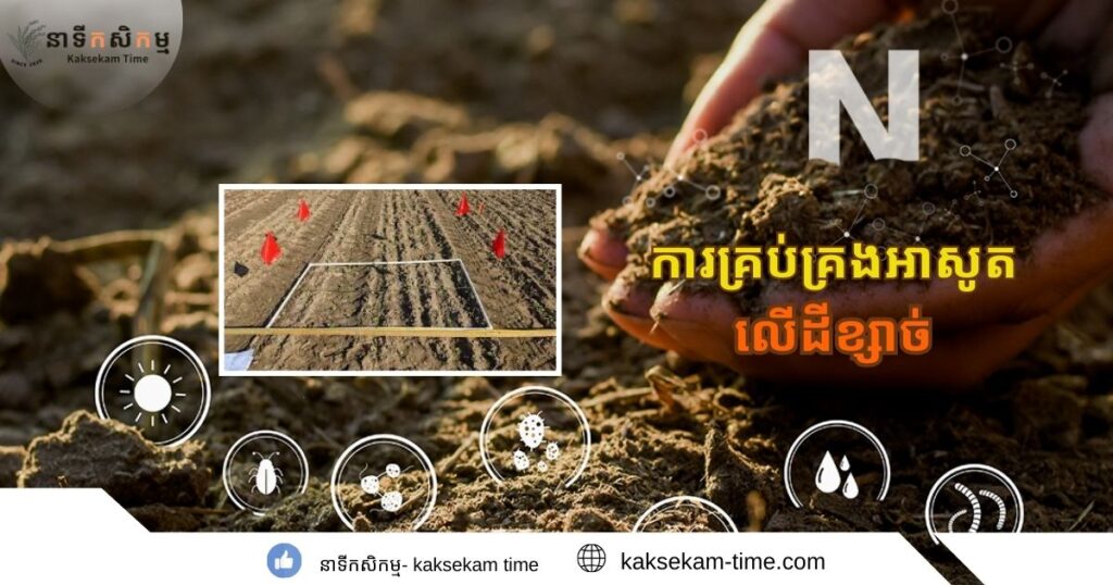 ការគ្រប់គ្រងអាសូតលើដីខ្សាច់(Nitrogen Management in Sandy Soils)