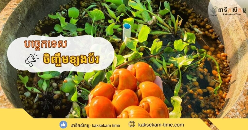 បច្ចេកទេសក្នុងការចិញ្ចឹមខ្យងប័រងាយៗ នៅផ្ទះដោយខ្លួនឯង ដើម្បីជាចំណូលបន្ថែម