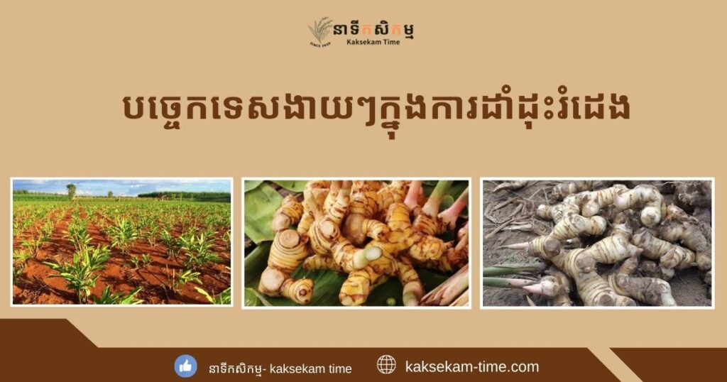 វិធីដាំដុះរំដេងងាយៗ ឆាប់បានផល